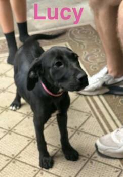 Mixed Breed Dogs Available for Adoption in Rock Hill, New York - Lucy | PetCurious