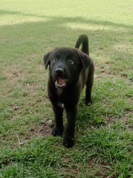 TITUS -  Flat Coated Retriever and Australian Shepherd Dog for Adoption - TITUS | PetCurious