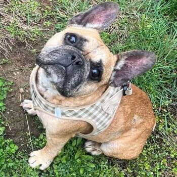 Rescue French Bulldog Dogs for Adoption in Elizabethtown, Pennsylvania - Porkchop | PetCurious