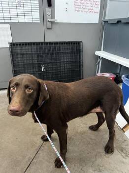 RUBY -  Mixed Breed Dog for Adoption in Dallas, Texas - RUBY | PetCurious
