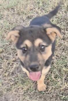 German Shepherd Dog Dogs Available for Adoption - Samson | PetCurious