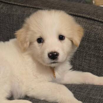 Great Pyrenees and Mixed Breed Dogs Available for Adoption in Normal, Illinois - Gouda | PetCurious