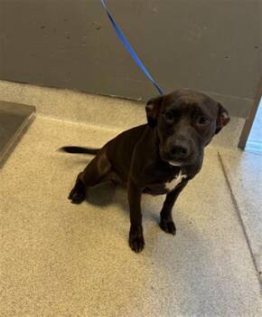 American Staffordshire Terrier and Dachshund Dogs Available for Adoption - DAISY | PetCurious