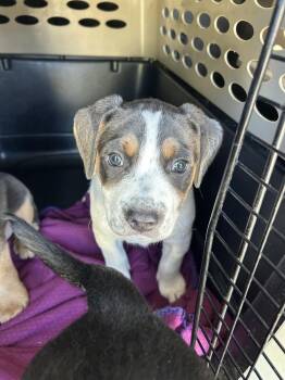 Mercedes -  Rottweiler Dog for Adoption in Brownstown, Indiana - Mercedes | PetCurious