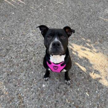 EVA -  American Staffordshire Terrier Dog for Adoption in San Antonio, Texas - EVA | PetCurious