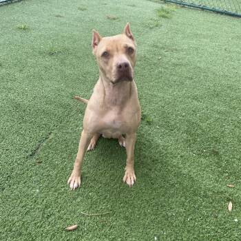 Melody 6636 -  Mixed Breed Dog for Adoption in Loxahatchee Groves, Florida - Melody 6636 | PetCurious