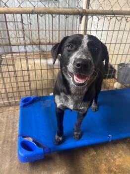 Australian Cattle Dog Blue Heeler and Labrador Retriever Dogs Available for Adoption - Chili | PetCurious