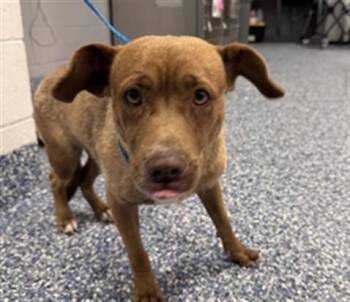 SNICKERS -  Labrador Retriever and Mixed Breed Dog for Adoption in Thousand Palms, California - SNICKERS | PetCurious