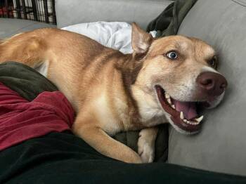Siberian Husky Dogs Available for Adoption in Dallas, Texas - Koda Blue (CP) | PetCurious