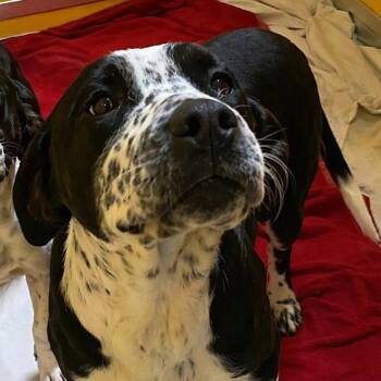 Mixed Breed Dogs Available for Adoption in Elyria, Ohio - Trisha | PetCurious