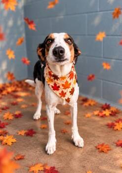 Bella Rose -  Australian Shepherd Dog for Adoption in Lafayette, Louisiana - Bella Rose | PetCurious