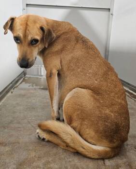 Rescue Retriever and Mixed Breed Dogs for Adoption in Fort Worth, Texas - Mandy | PetCurious