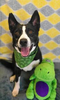 Border Collie Dogs Available for Adoption in Fruit Heights, Utah - Tippy | PetCurious