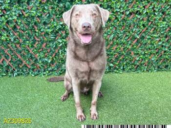 Rescue Mixed Breed Dogs for Adoption in West Palm Beach, Florida - ROCCO | PetCurious