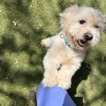 KOBE -  Border Terrier and Mixed Breed Dog for Adoption in Houston, Texas - KOBE | PetCurious