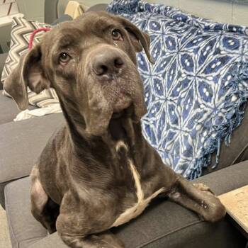 Rescue Cane Corso Dogs for Adoption in Madison, Wisconsin - Mozzarella | PetCurious