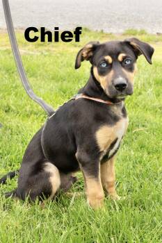 Mixed Breed Dogs Available for Adoption in Macomb, Illinois - Chief | PetCurious