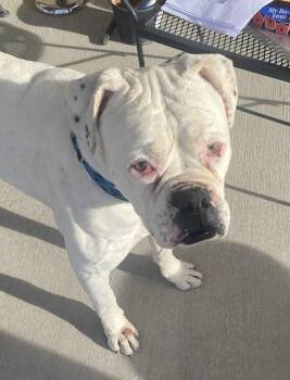 Boxer Dogs Available for Adoption - Alex Horne | PetCurious