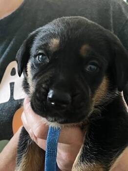 Rottweiler and Black And Tan Coonhound Dogs Available for Adoption in Mooresville, North Carolina - Gemstone Puppies Male | PetCurious