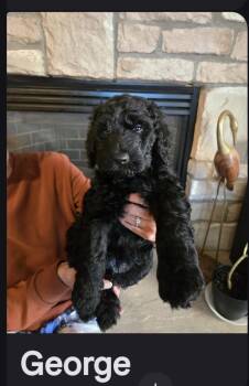 George -  Goldendoodle Dog for Adoption in Glenwood City, Wisconsin - George | PetCurious