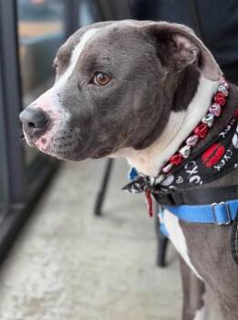 Pit Bull Terrier Dogs Available for Adoption - Sammuel **Courtesy Post. Out Of Town Pet. See Below For Details* | PetCurious