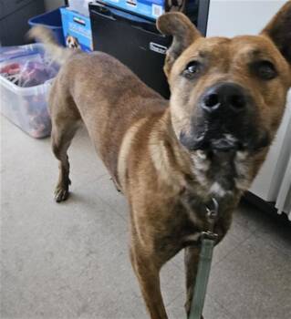 Scooby -  Shepherd Dog for Adoption in Thousand Oaks, California - Scooby | PetCurious