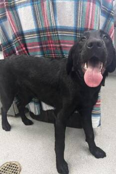 Labrador Retriever and Mixed Breed Dogs Available for Adoption - Free Willy | PetCurious