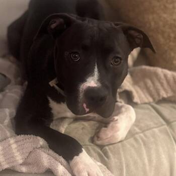 Rescue Pit Bull Terrier Dogs for Adoption in Richmond, Virginia - Fawn | PetCurious