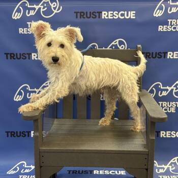 ARCTIC -  Schnauzer and Mixed Breed Dog for Adoption in Waterford, New Jersey - ARCTIC | PetCurious