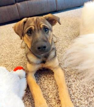Rescue Shepherd and Labrador Retriever Dogs for Adoption in Falmouth, Maine - JUAN | PetCurious