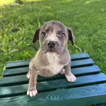 Australian Shepherd and Mixed Breed Dogs Available for Adoption in Irwin, Pennsylvania - Gibson | PetCurious
