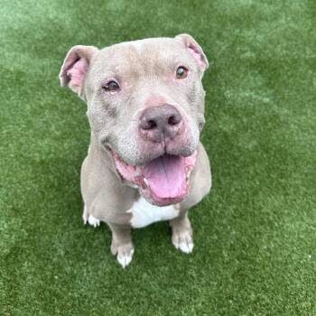 Sarge -  Pit Bull Terrier Dog for Adoption in Mount Vernon, Indiana - Sarge | PetCurious
