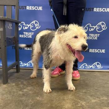 Terrier Dogs Available for Adoption - BEAM | PetCurious