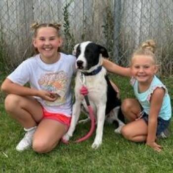 Wyatt -  Pit Bull Terrier and Mixed Breed Dog for Adoption in Spanish Fork, Utah - Wyatt | PetCurious