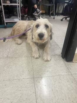 Kimber -  Irish Wolfhound Dog for Adoption in Fort Collins, Colorado - Kimber | PetCurious