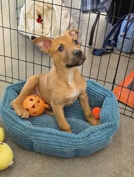 Terrier Dogs Available for Adoption - Cypher - Matrix | PetCurious