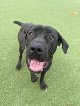 Cane Corso Dogs Available for Adoption - Gummy Bear | PetCurious