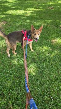 Pupperoni (AVAILABLE 8/31) -  Shepherd Dog for Adoption in Leverett, Massachusetts - Pupperoni (AVAILABLE 8/31) | PetCurious