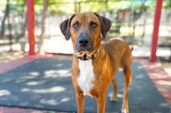 Rescue Mixed Breed Dogs for Adoption in Carrollton, Texas - Blanche | PetCurious