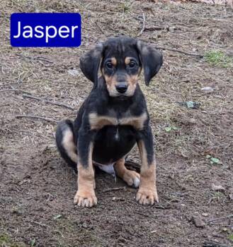 Rescue Hound and Shepherd Dogs for Adoption in Mechanicsburg, Pennsylvania - Jasper | PetCurious