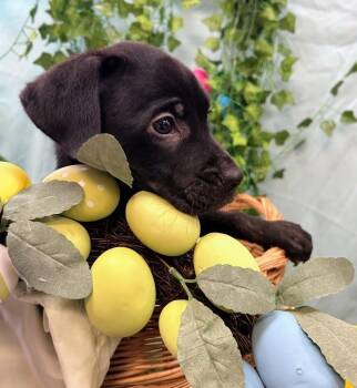 Catahoula Leopard Dog and Labrador Retriever Dogs Available for Adoption - Magnolia | PetCurious