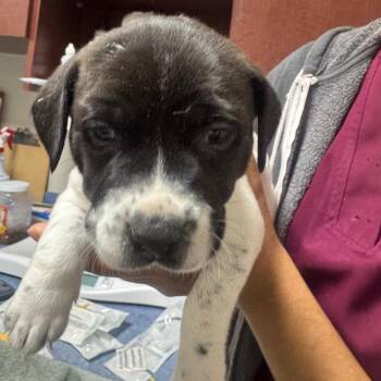 Mixed Breed Dogs Available for Adoption in Gainesville, Florida - Leafeon | PetCurious