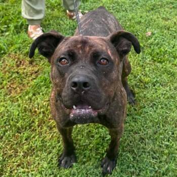 Babka -  Mixed Breed Dog for Adoption in Edwardsville, Illinois - Babka | PetCurious