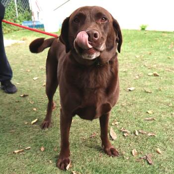 Dakota -  Chocolate Labrador Retriever Dog for Adoption in Saint Charles, Missouri - Dakota | PetCurious