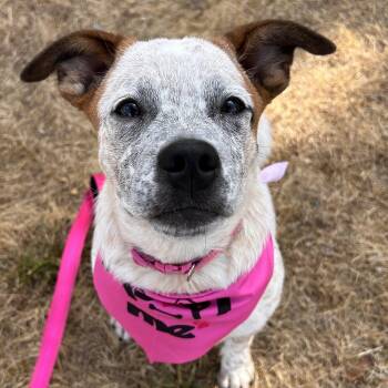 Cream -  Cattle Dog and Pug Dog for Adoption in Salem, Oregon - Cream | PetCurious