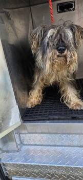 Pen 230 -  Terrier and Schnauzer Dog for Adoption in Lawrenceville, Georgia - Pen 230 | PetCurious