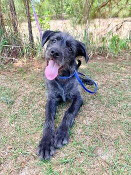 Schnauzer Dogs Available for Adoption in Foley, Alabama - Oreo George | PetCurious