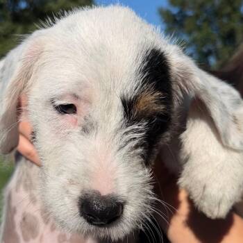 Hans Solo -  Terrier and Australian Cattle Dog Blue Heeler Dog for Adoption in Greenfield, Indiana - Hans Solo | PetCurious