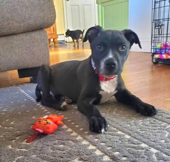 Terrier Dogs Available for Adoption in Warwick, Rhode Island - Chip EG In RI | PetCurious