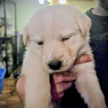 Rescue Retriever and Husky Dogs for Adoption in Niagara Falls, Ontario - Chronos (20251010-07) | PetCurious